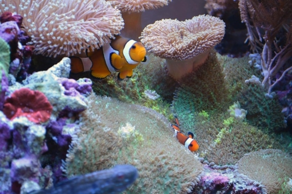 Hier fühlt Nemo sich wohl
