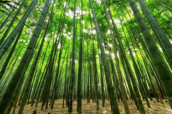 Bambus für’s Auto der Zukunft